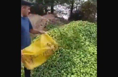 Yasaklarda çiftçi mahsulü satamadı, sebzeler çöpe gitti - Atölye BİA